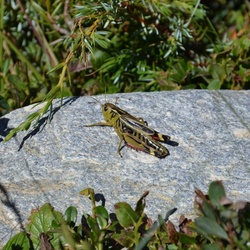 2015-07 Savoie/Orgère/DSC_0266.JPG